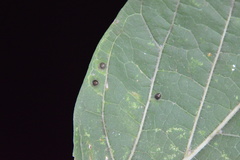 Celticecis cupiformis