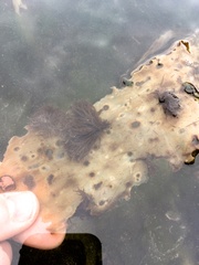 Berkeleya rutilans