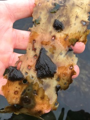 Berkeleya rutilans