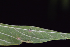 Celticecis cupiformis