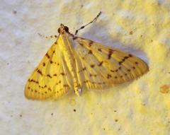 Polygrammodes oxydalis