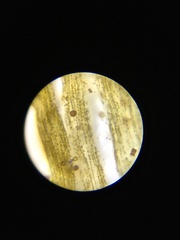Berkeleya rutilans