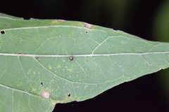 Celticecis cupiformis