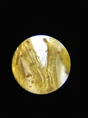 Berkeleya rutilans