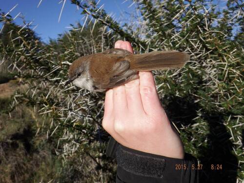 Namaqua Warbler (Phragmacia substriata), photo 4