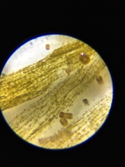 Berkeleya rutilans