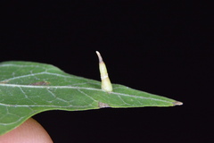 Celticecis subulata