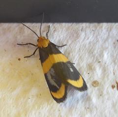 Eudesmia arida