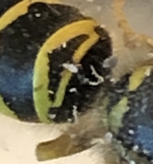 Winterschmidtiidae