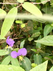 Commelina undulata