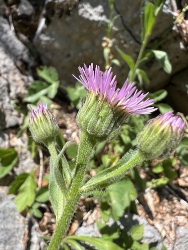 Greek fleabane