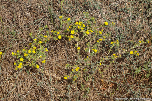 Centromadia parryi ssp. rudis