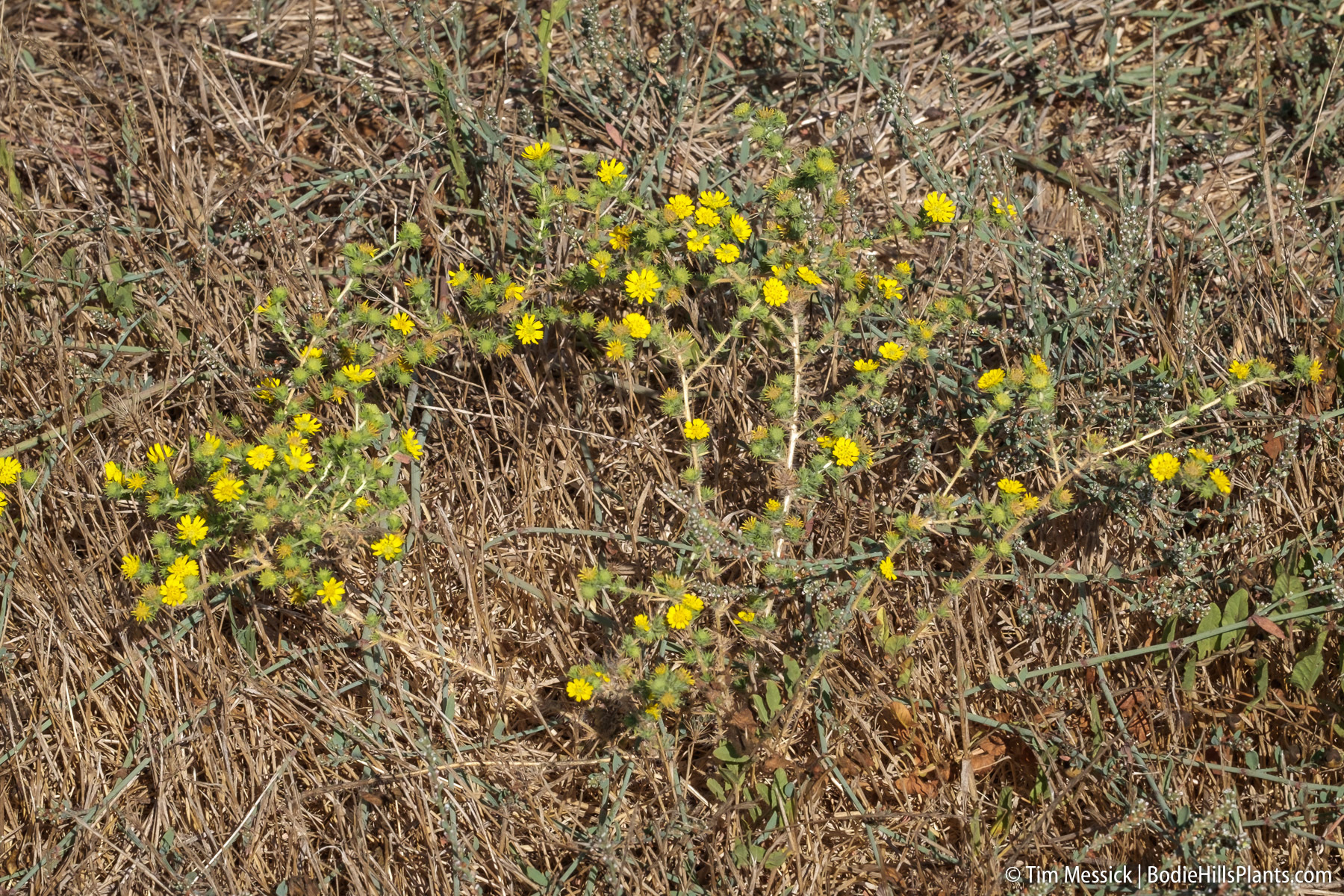 Centromadia parryi ssp. rudis