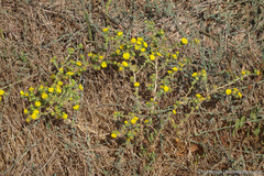 Centromadia parryi rudis