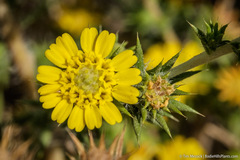 Centromadia parryi rudis