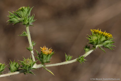 Centromadia parryi rudis