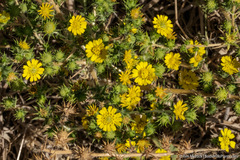 Centromadia parryi rudis