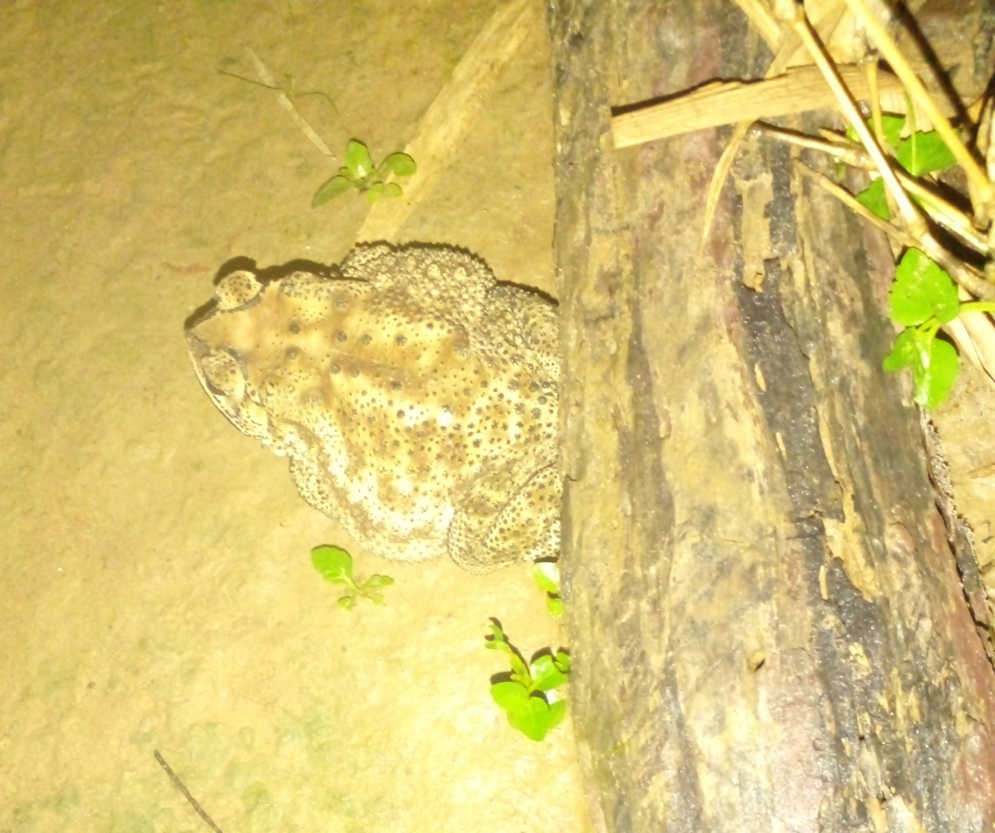 Indian Common True Toad