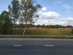 Calamagrostis epigejos