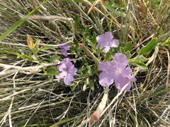 Ruellia parryi
