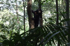 Helarctos malayanus malayanus