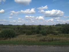 Calamagrostis epigejos