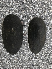 Pyganodon grandis