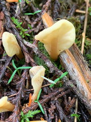 Cudoniaceae