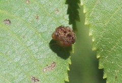 Aceria microcarpae