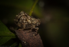 Cotylana angustifrons