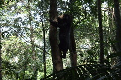 Helarctos malayanus malayanus