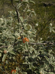 Buddleja marrubiifolia