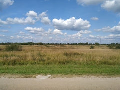 Calamagrostis epigejos