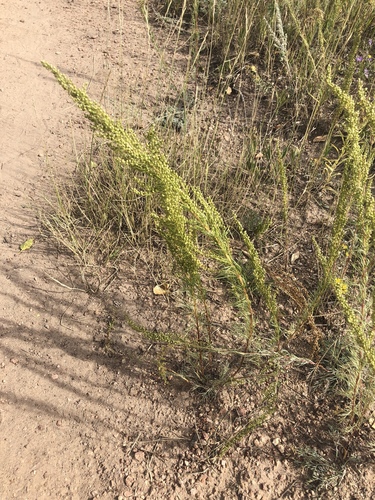 Artemisia biennis iNat (2)