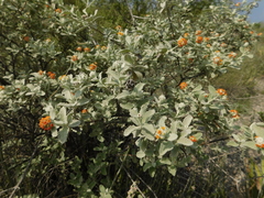 Buddleja marrubiifolia