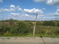 Phragmites australis