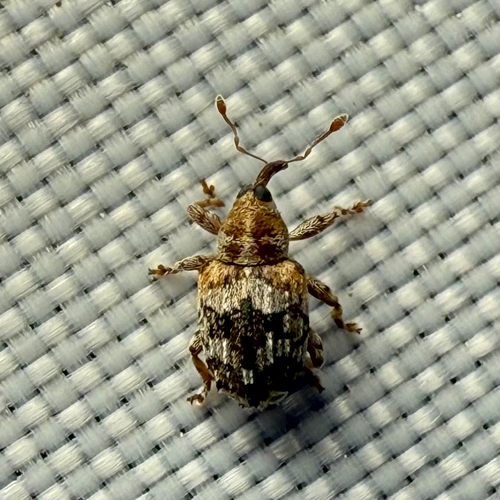 Neck-spotted Ash Weevil