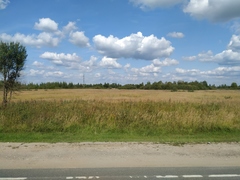 Calamagrostis epigejos