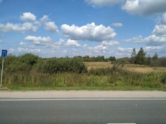 Phragmites australis