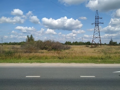 Calamagrostis epigejos