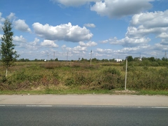 Phragmites australis