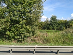 Calamagrostis epigejos