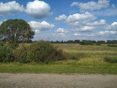 Calamagrostis epigejos