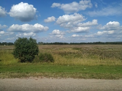 Calamagrostis epigejos