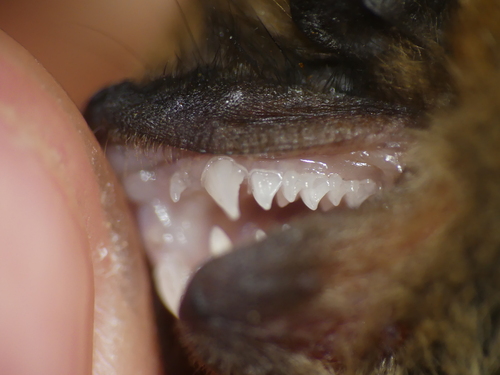 Kuhl's Pipistrelle