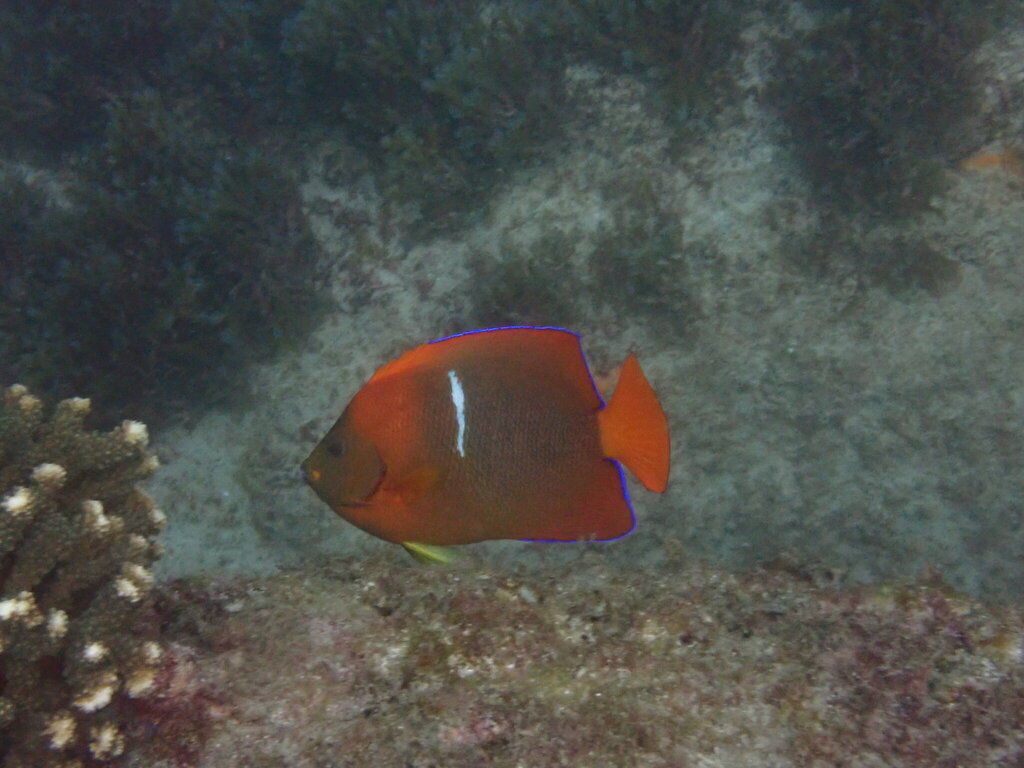 Photo of Clarion angelfish (Holacanthus clarionensis)