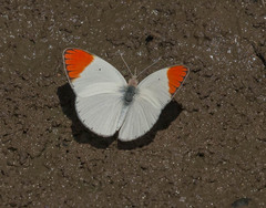 Colotis antevippe gavisa