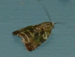 Blenina malachitis