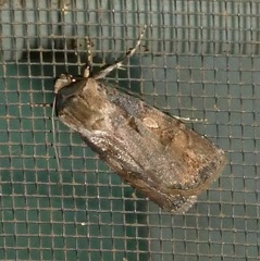 Agrotis interjectionis