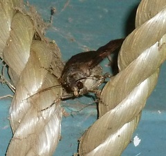 Agrotis interjectionis